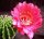Echinopsis-Hybr. Mazurka Rheingold 265