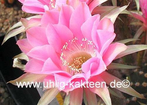 Echinopsis-Hybr. Melodie Rheingold 217