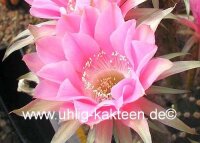 Echinopsis-Hybr. Melodie Rheingold 217