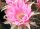 Echinopsis-Hybr. Melodie Rheingold 217
