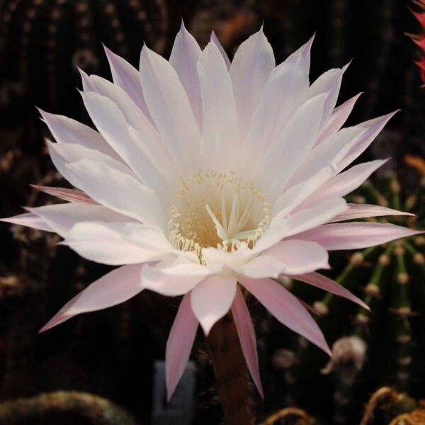 Echinopsis-Hybr. Paramount 10