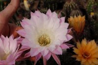 Echinopsis-Hybr. Paramount 14