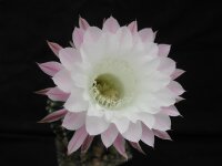 Echinopsis-Hybr. Paramount 14