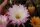 Echinopsis-Hybr. Paramount 14