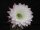 Echinopsis-Hybr. Paramount 14