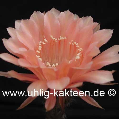 Echinopsis-Hybr. Paramount 16/G