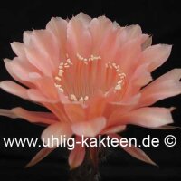 Echinopsis-Hybr. Paramount 16/G