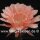 Echinopsis-Hybr. Paramount 16/G