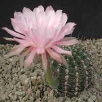 Echinopsis-Hybr. Monte Carlo Rheingold 292