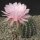 Echinopsis-Hybr. Monte Carlo Rheingold 292