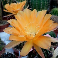 Echinopsis-Hybr. Nibelungenschatz Rheingold 259