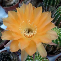 Echinopsis-Hybr. Nibelungenschatz Rheingold 259