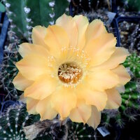 Echinopsis-Hybr. Nibelungenschatz Rheingold 259