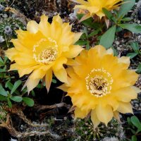 Echinopsis-Hybr. Nibelungenschatz Rheingold 259