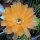 Echinopsis-Hybr. Nibelungenschatz Rheingold 259