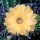 Echinopsis-Hybr. Nibelungenschatz Rheingold 259