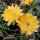 Echinopsis-Hybr. Nibelungenschatz Rheingold 259