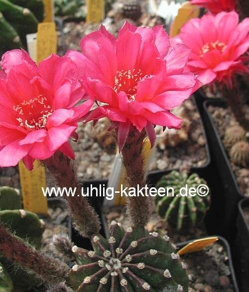 Echinopsis-Hybr. Nürnberg Gräser-Hybr. Serie 303