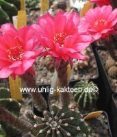 Echinopsis-Hybr. Nürnberg Gräser-Hybr. Serie 303