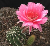 Echinopsis-Hybr. Nürnberg Gräser-Hybr. Serie 303
