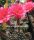 Echinopsis-Hybr. Nürnberg Gräser-Hybr. Serie 303
