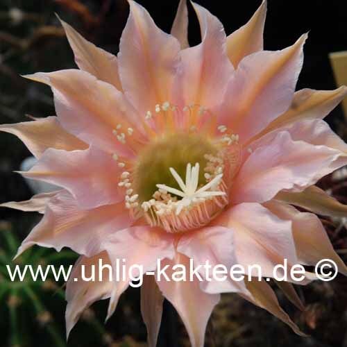 Echinopsis-Hybr. Mystic Moon