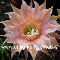 Echinopsis-Hybr. Mystic Moon