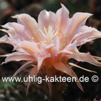 Echinopsis-Hybr. Mystic Moon