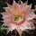 Echinopsis-Hybr. Mystic Moon