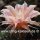 Echinopsis-Hybr. Mystic Moon