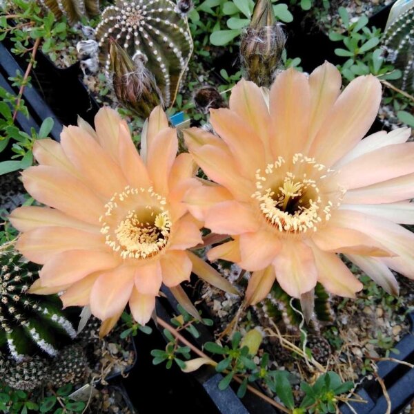 Echinopsis-Hybr. Orange Paramount PA 002