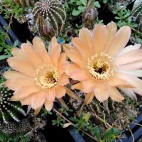 Echinopsis-Hybr. Orange Paramount PA 002
