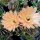 Echinopsis-Hybr. Orange Paramount PA 002