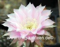 Echinopsis-Hybr. Orion Rheingold 288