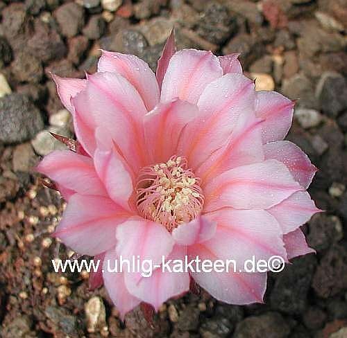 Echinopsis-Hybr. Paita Serie 314