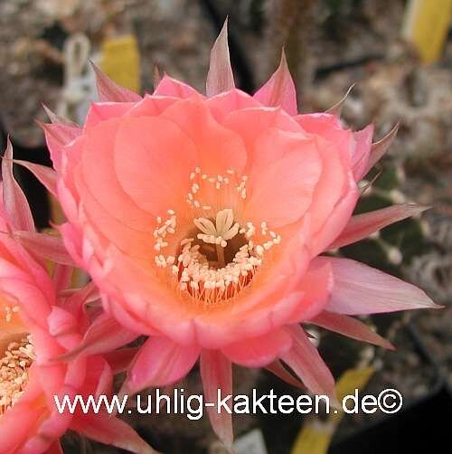 Echinopsis-Hybr. Palpa Serie 352