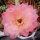 Echinopsis-Hybr. Palpa Serie 352