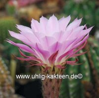 Echinopsis-Hybr. Paramount 9