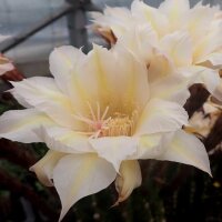 Echinopsis-Hybr. Maya