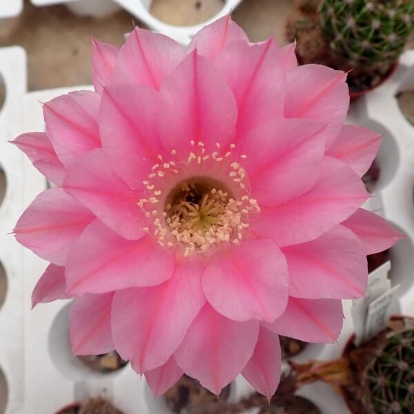 Echinopsis-Hybr. Passo CM 09 Andenken an Horst Hehr