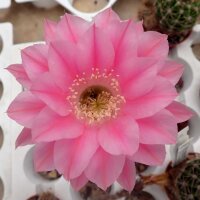 Echinopsis-Hybr. Passo CM 09 Andenken an Horst Hehr