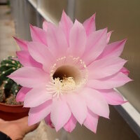 Echinopsis-Hybr. Passo CM 09 Andenken an Horst Hehr