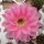 Echinopsis-Hybr. Passo CM 09 Andenken an Horst Hehr