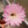 Echinopsis-Hybr. Passo CM 09 Andenken an Horst Hehr