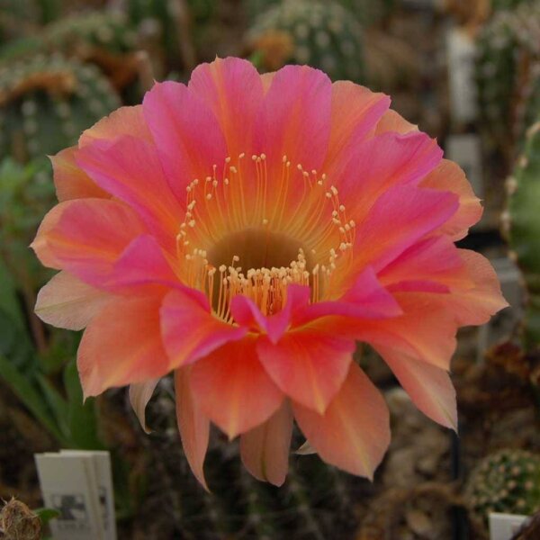 Echinopsis-Hybr. Passo CM 28 Andenken an Rolf Lichtblau
