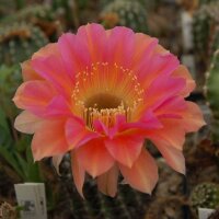 Echinopsis-Hybr. Passo CM 28 Andenken an Rolf Lichtblau