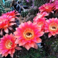 Echinopsis-Hybr. Passo CM 28 Andenken an Rolf Lichtblau
