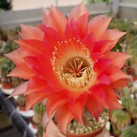 Echinopsis-Hybr. Passo CM 28 Andenken an Rolf Lichtblau