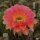 Echinopsis-Hybr. Passo CM 28 Andenken an Rolf Lichtblau