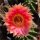 Echinopsis-Hybr. Passo CM 28 Andenken an Rolf Lichtblau
